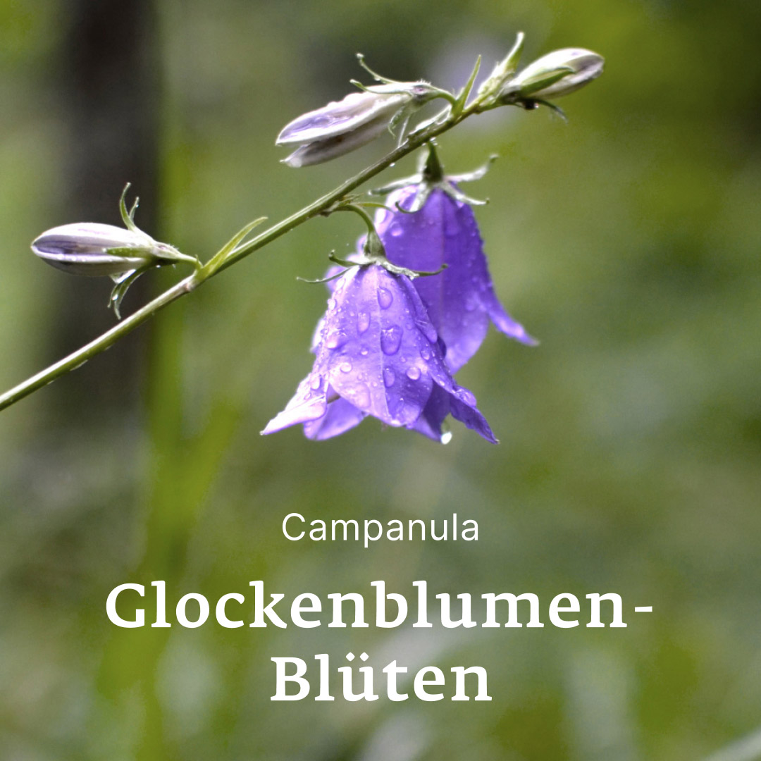 Glockenblumenblüte