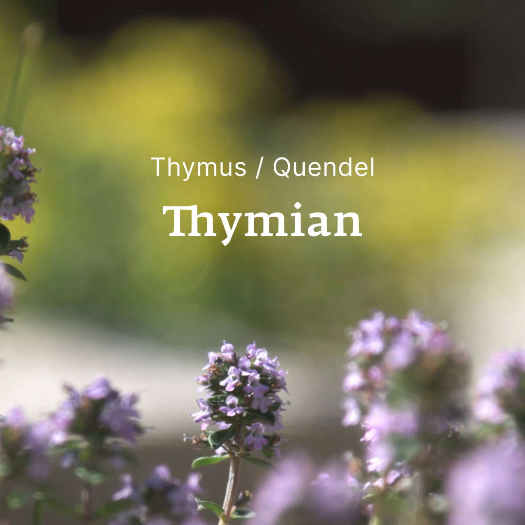 Thymian / Quendel