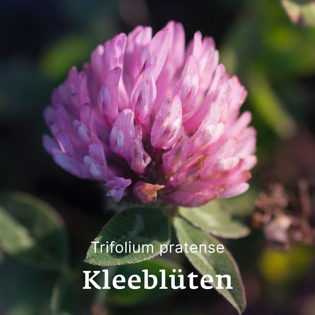 Kleeblüten