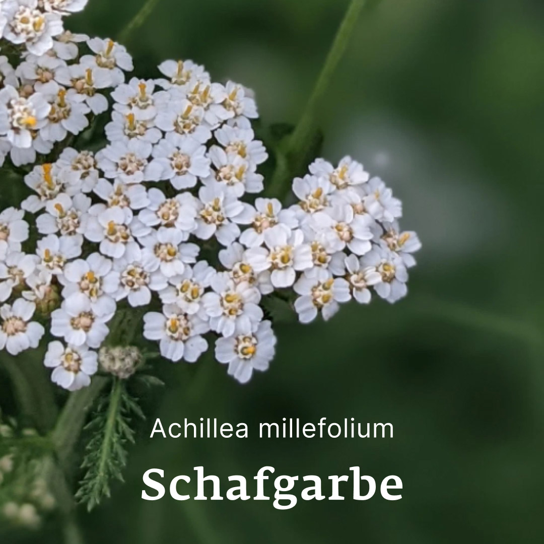 Schafgarbe